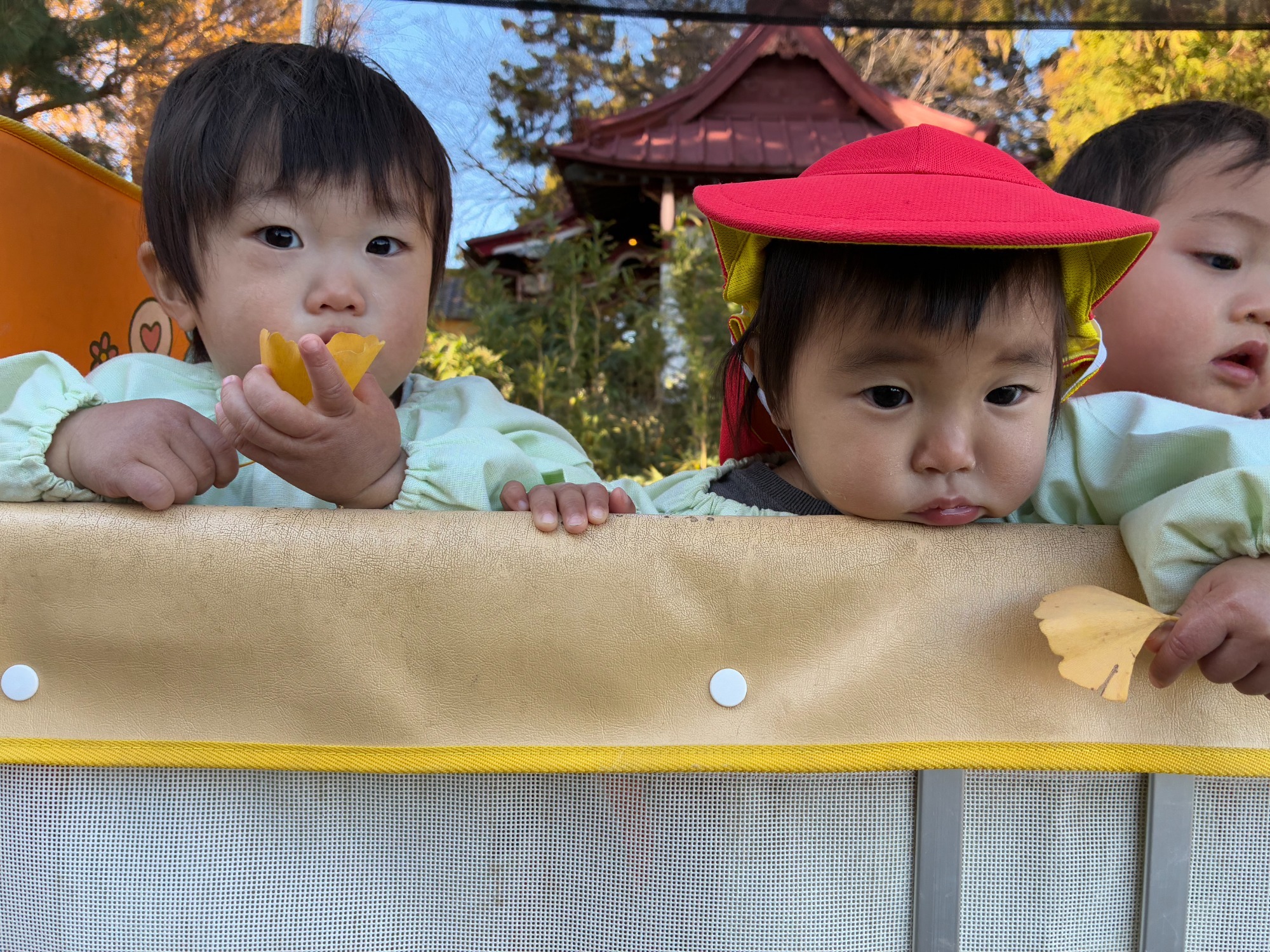今年は大きなお芋が たくさん収穫できました。