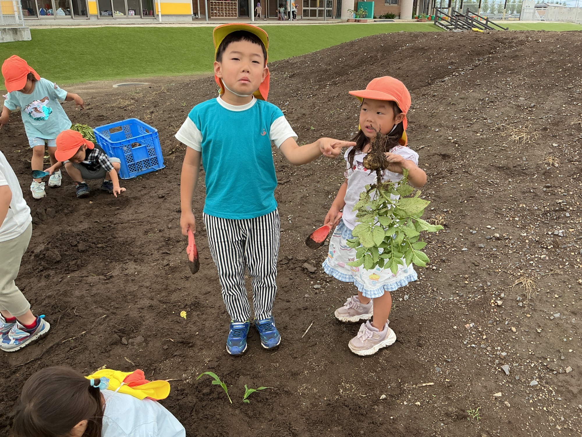 保育園の畑で収穫したさつま芋です。 かぼちゃみたいだね。