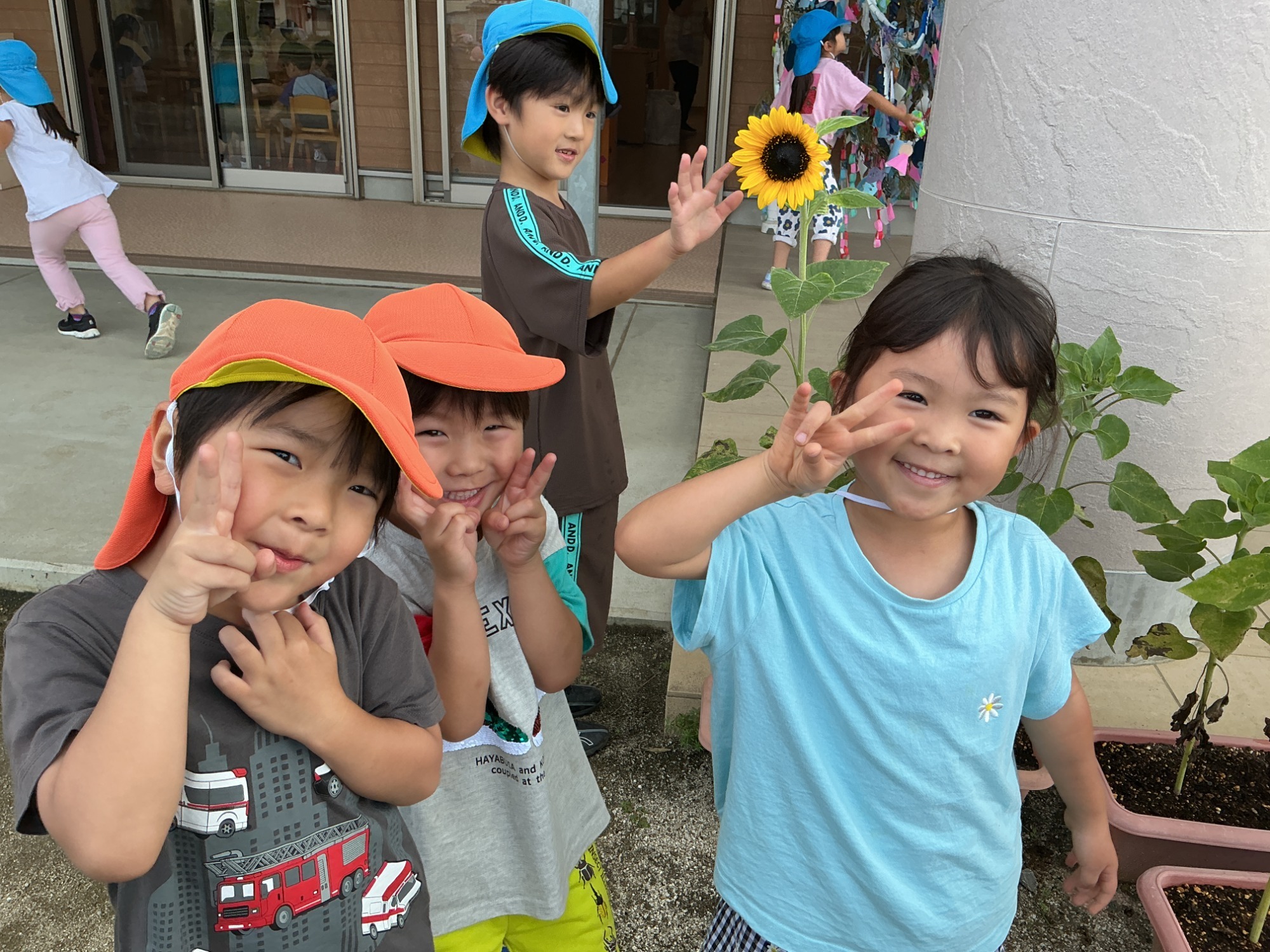 保育園の畑で収穫したさつま芋です。 かぼちゃみたいだね。